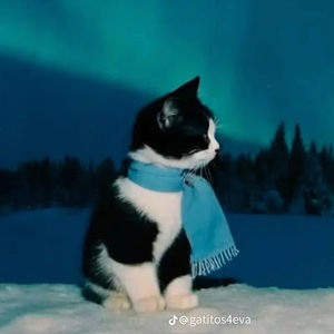 Meet your Posher, Aisha